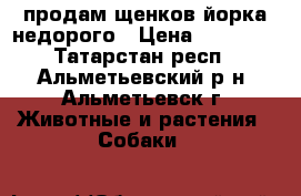 продам щенков йорка недорого › Цена ­ 20 000 - Татарстан респ., Альметьевский р-н, Альметьевск г. Животные и растения » Собаки   